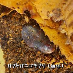 カブトガニゴキブリ