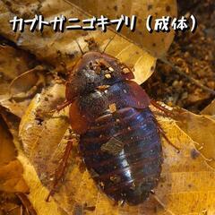 カブトガニゴキブリの画像