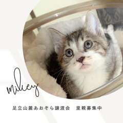 マイキー1.5ヶ月❣️可愛いキジ白の男の子🐈‍⬛