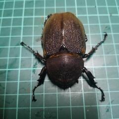 ヘラクレスオオカブトC68メテオ