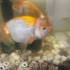 らんちゅう6匹、水槽セット