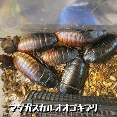 マダガスカルオオゴキブリ