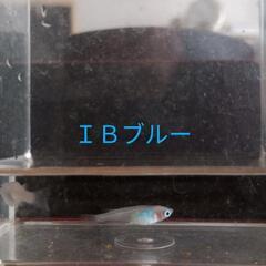 IBブルーめだか🩵有精卵❤️