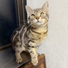超甘えん坊　アメショー　オス