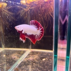 レッドドラゴン　雄1.♀2トリオ