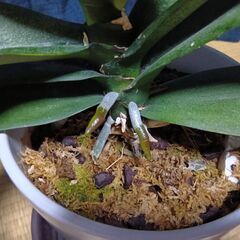 胡蝶蘭 苗(花芽1本)花苗 洋ランの苗②の画像