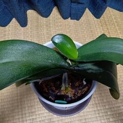 胡蝶蘭 苗(花芽1本)花苗 洋ランの苗②