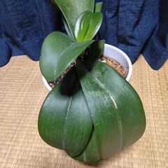 胡蝶蘭 苗(花芽1本)花苗 洋ランの苗②の画像