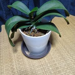 胡蝶蘭 苗(花芽1本)花苗 洋ランの苗②の画像