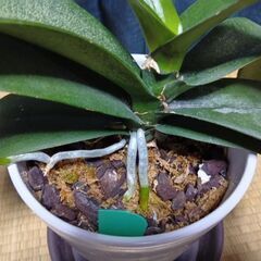 胡蝶蘭 苗(花芽1本)花苗 洋ランの苗②の画像