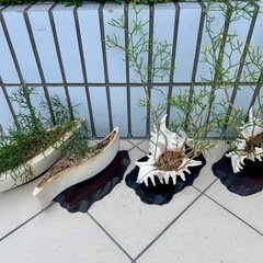 【商談中の為返信不可❌】多肉植物・観葉植物まとめて
