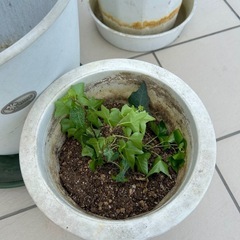 観葉植物・大型植木鉢まとめての画像