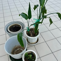 【商談中の為返信不可❌】観葉植物・大型植木鉢まとめて