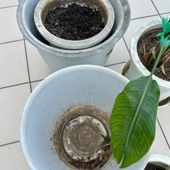 観葉植物・大型植木鉢まとめての画像