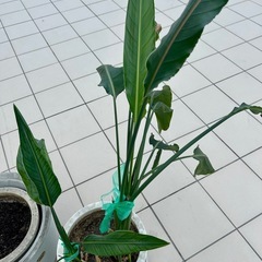 観葉植物・大型植木鉢まとめての画像
