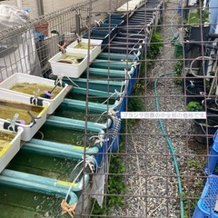5月24日土曜日、25日曜日めだか販売しますの画像