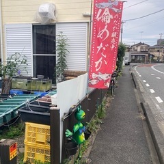 5月24日土曜日、25日曜日めだか販売します