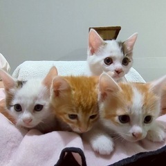 💕1ヶ月子猫4きょうだい里親募集💕