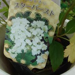 紫陽花　あじさい　スターバースト
