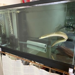 琵琶湖ウナギ