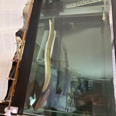 琵琶湖ウナギの画像
