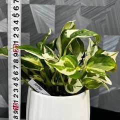 ⭐️お譲り先決定❗️【観葉植物】お一人様限定‼️人気の品種、ポトスエンジョイ　ハンギング、可愛い植木鉢付き❗️の画像
