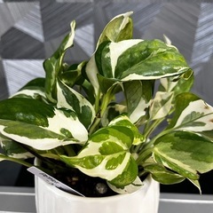 ⭐️お譲り先決定❗️【観葉植物】お一人様限定‼️人気の品種、ポトスエンジョイ　ハンギング、可愛い植木鉢付き❗️の画像