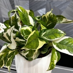 ⭐️お譲り先決定❗️【観葉植物】お一人様限定‼️人気の品種、ポトスエンジョイ　ハンギング、可愛い植木鉢付き❗️の画像