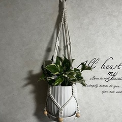 【観葉植物】お一人様限定‼️人気の品種、ポトスエンジョイ　ハンギ...