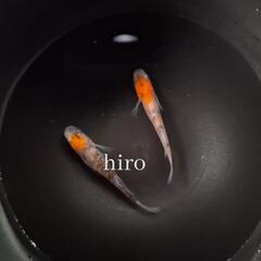 【3種】坂出三色ラメ の卵 35個　琥珀ラメMRG(マリアージュ...