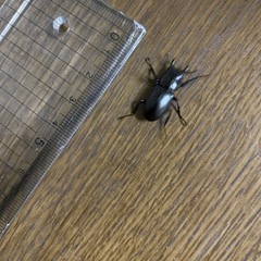 小ささが可愛い！　アカアシクワガダ　メス　