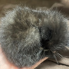 子猫 − 宮崎県