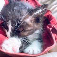子猫 - 小林市