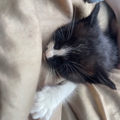 子猫