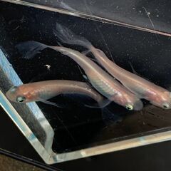 【受け渡し交渉中】自家作出中の改良メダカ　ピンク系ヒレ長　成魚10匹　1000円④の画像