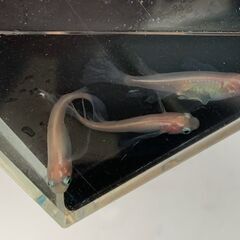 【受け渡し交渉中】自家作出中の改良メダカ　ピンク系ヒレ長　成魚10匹　1000円④の画像