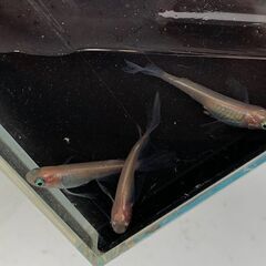 【受け渡し交渉中】自家作出中の改良メダカ　ピンク系ヒレ長　成魚10匹　1000円④の画像