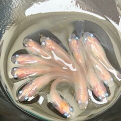 【受け渡し交渉中】自家作出中の改良メダカ　ピンク系ヒレ長　成魚10匹　1000円④の画像