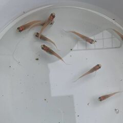 【受け渡し交渉中】自家作出中の改良メダカ　ピンク系ヒレ長　成魚10匹　1000円④の画像