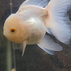 白オランダ獅子頭　ショートテール　金魚