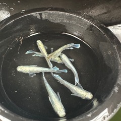 メダカ販売　　エメキン親個体
