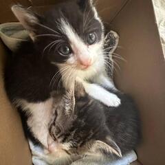 ☆受付停止中☆ですがコメントは継続中！白✕黒 仔猫(写真上の仔)