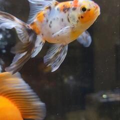 東錦　金魚