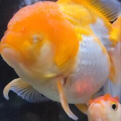 オランダ獅子頭　ショートテール　金魚