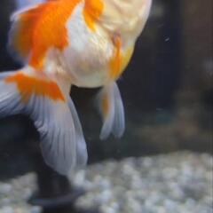 オランダ獅子頭　金魚