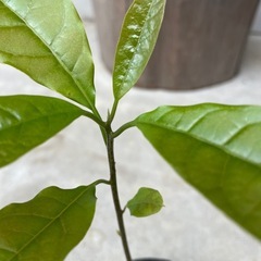 アボカド　苗②の画像