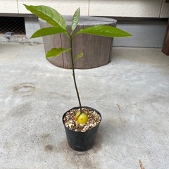 アボカド　苗②の画像
