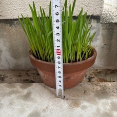 猫草⑫