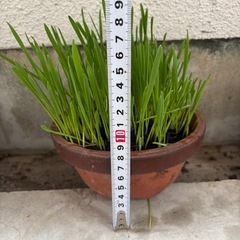猫草⑬