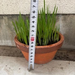 猫草⑭
